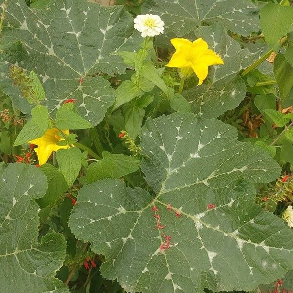 Cucurbita maxima Floro