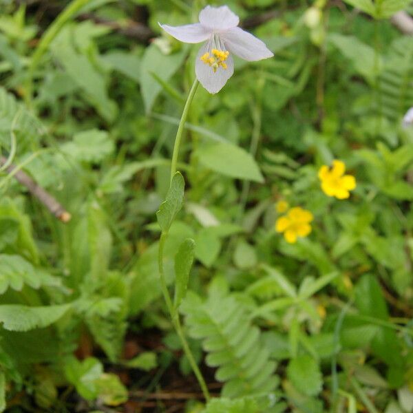 Meconopsis polygonoides Elinympäristö