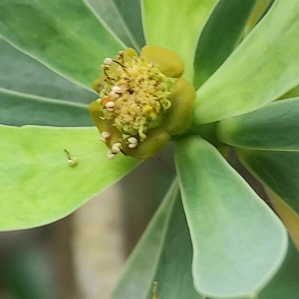 Euphorbia balsamifera Floare