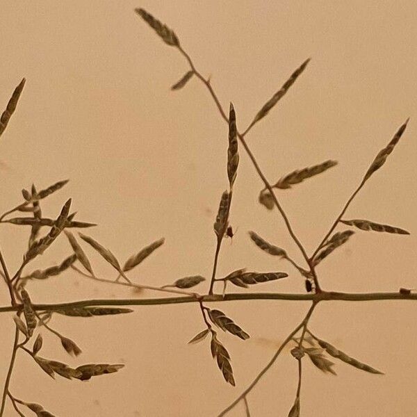 Eragrostis papposa 花