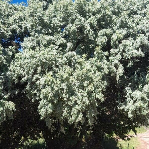 Elaeagnus angustifolia Vivejo