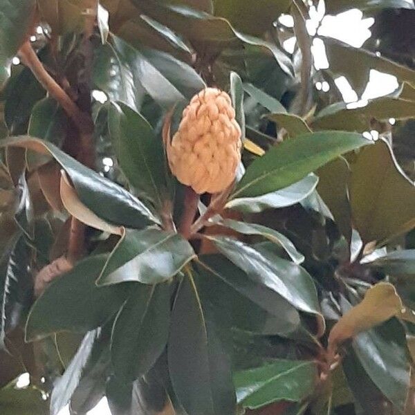 Magnolia grandiflora Frucht