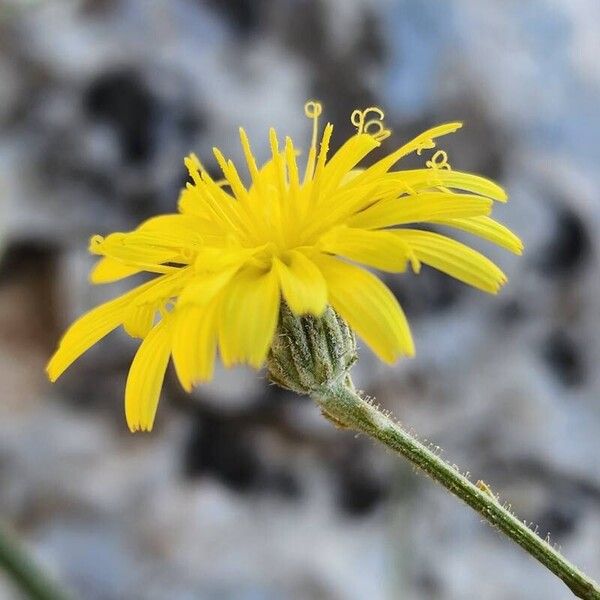 Picris strigosa Flower