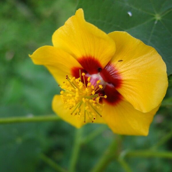 Abutilon indicum Květ