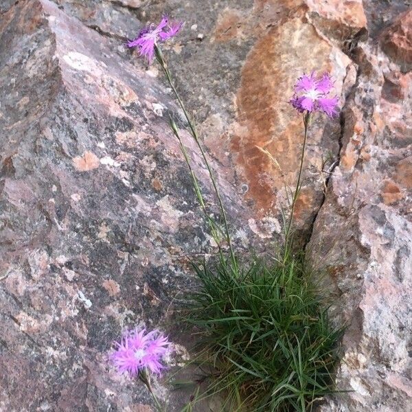 Dianthus hyssopifolius Tervik taim