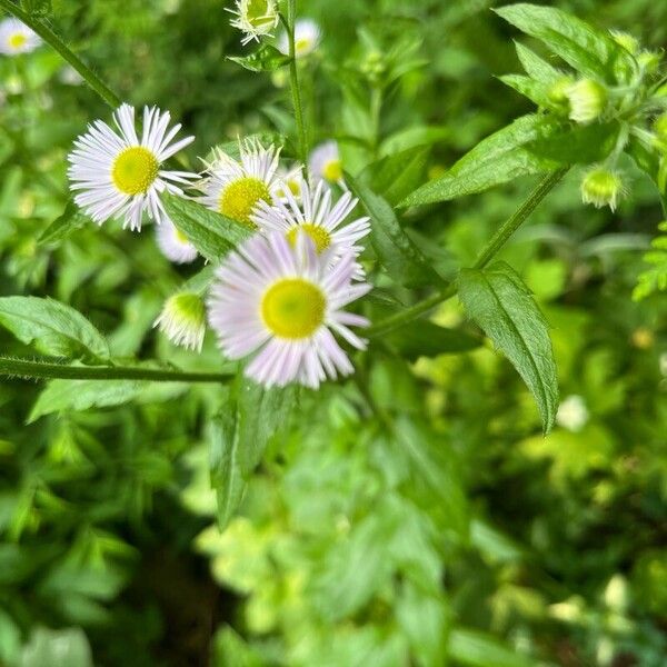 Erigeron philadelphicus 花