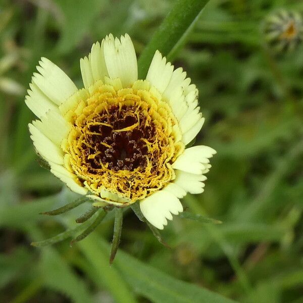 Tolpis barbata Blomma