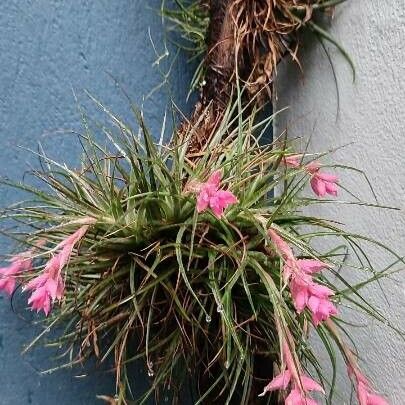 Tillandsia stricta Çiçek