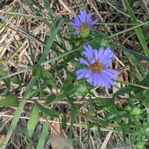 Symphyotrichum oblongifolium Flower