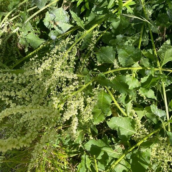 Beta trigyna Flower