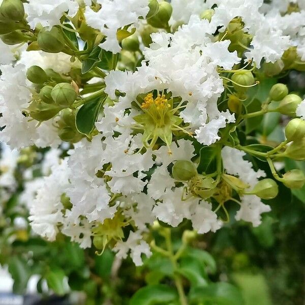 Lagerstroemia speciosa Кветка