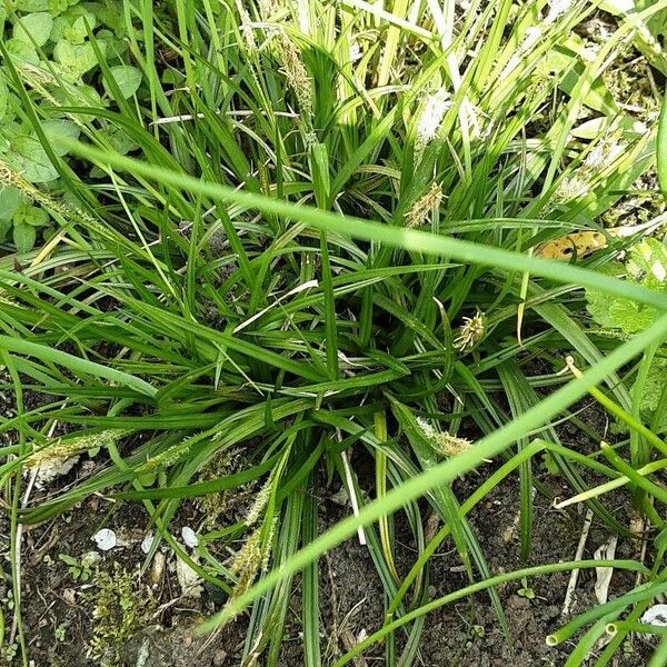 Carex sylvatica Blatt