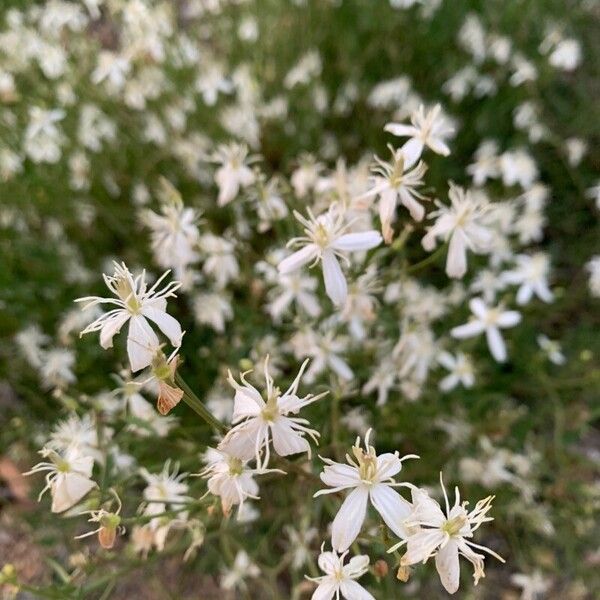 Clematis flammula Flor