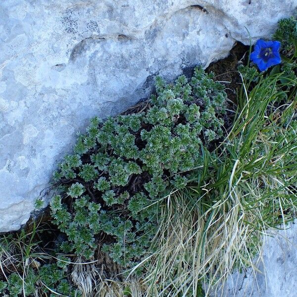 Potentilla nitida Habit