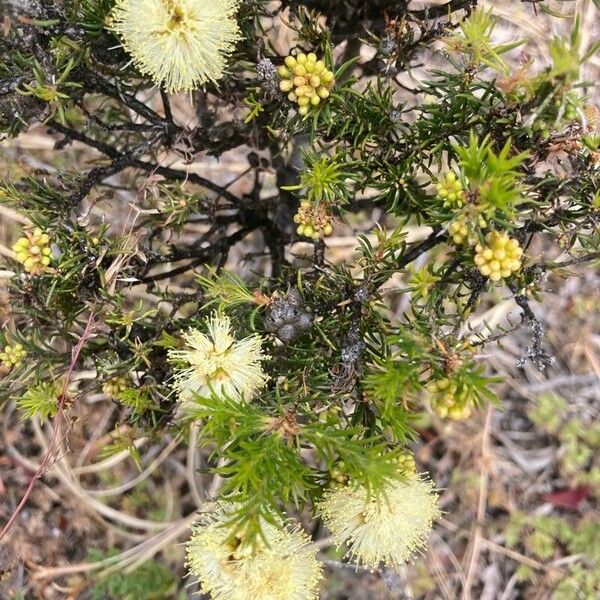 Acacia echinula Flower
