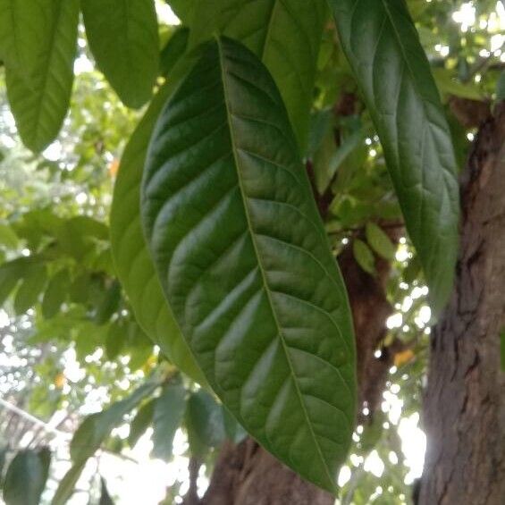 Swietenia macrophylla Folla