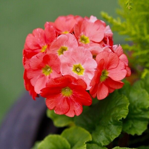 Primula obconica Flor