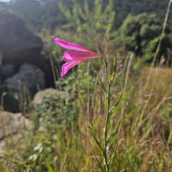 Gladiolus italicus Blüte