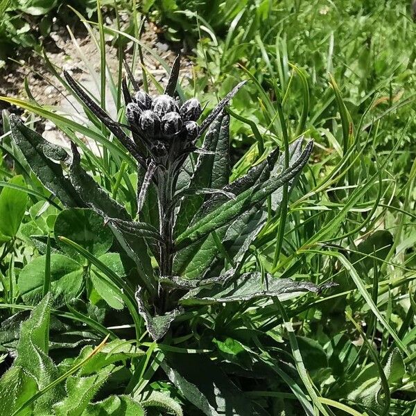 Saussurea alpina Blomst