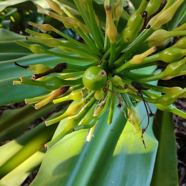 Crinum asiaticum Fruitua