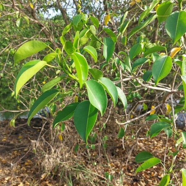 Hippomane mancinella Leaf