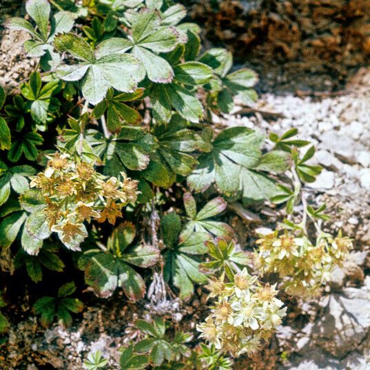 Potentilla caulescens Fleur