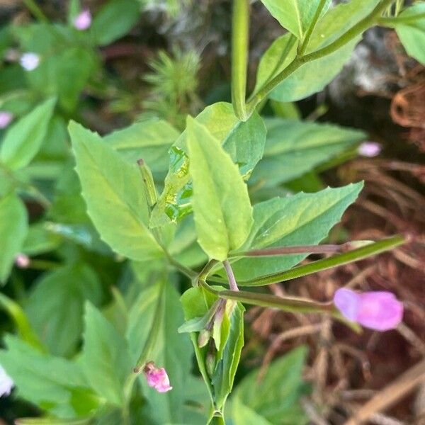 Epilobium montanum Fulla