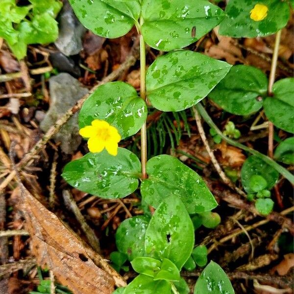 Lysimachia nemorum ফুল