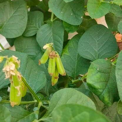 Crotalaria verrucosa Fruit