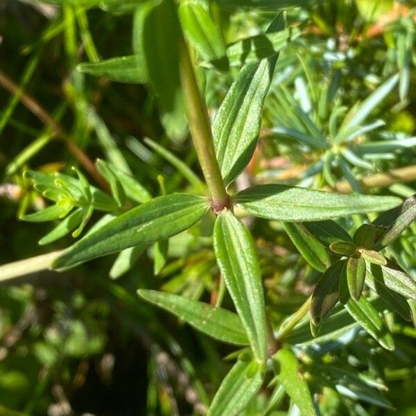 Galium boreale Folio