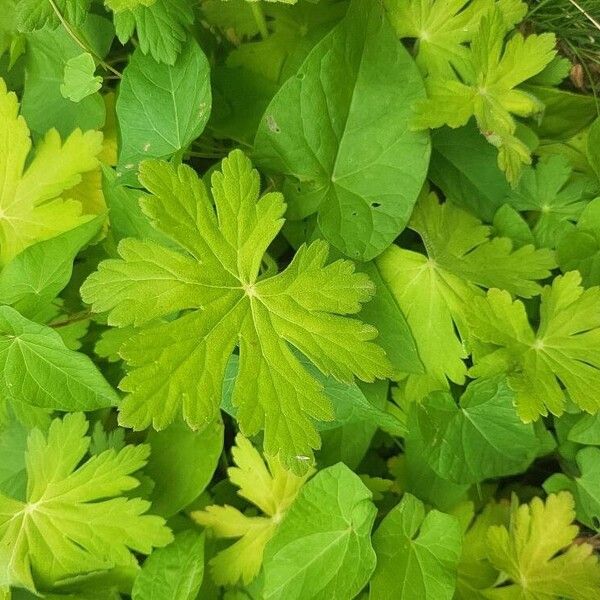 Geranium aculeolatum Leaf