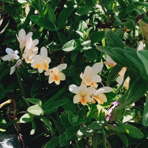 Freesia leichtlinii Flower