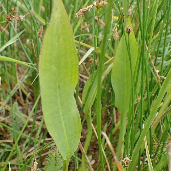 Alisma plantago-aquatica Blad