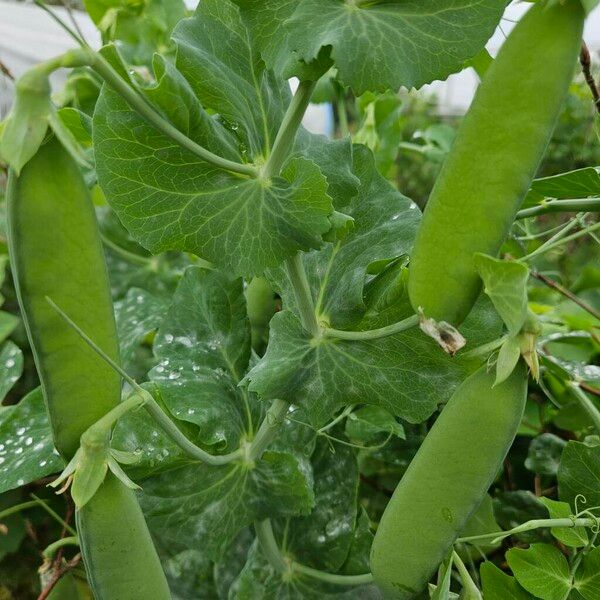 Lathyrus oleraceus Elinympäristö