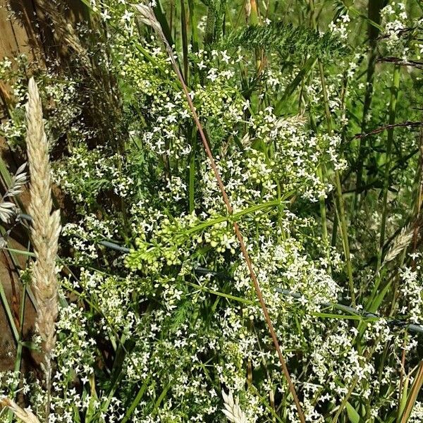 Galium album Habit