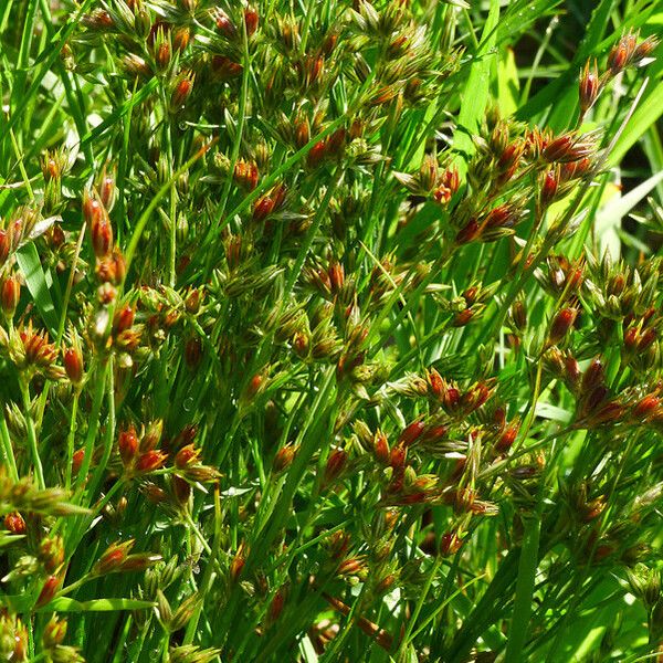 Juncus pygmaeus Diğer