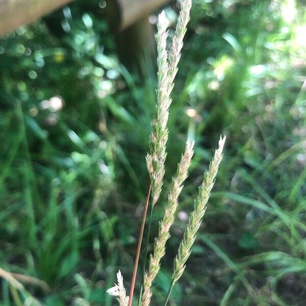 Cynosurus cristatus Flower