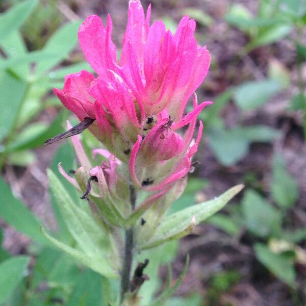 Castilleja parviflora Blomst