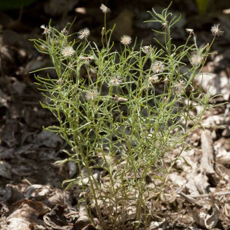 Erigeron divaricatus অভ্যাস