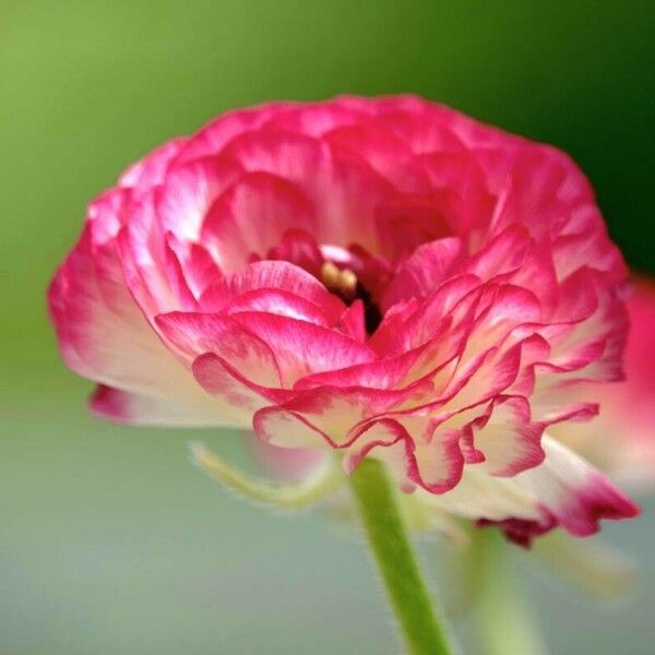 Ranunculus asiaticus Flor