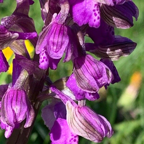 Anacamptis morio Blomst