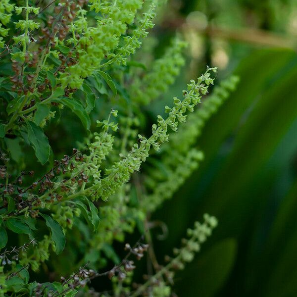 Ocimum tenuiflorum Кветка