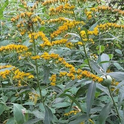 Solidago rugosa Flower