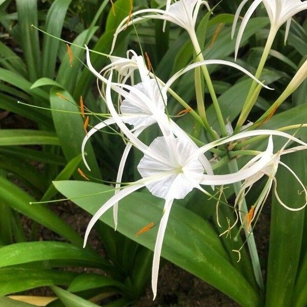 Hymenocallis littoralis 花