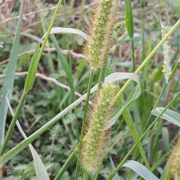 Setaria pumila Flor