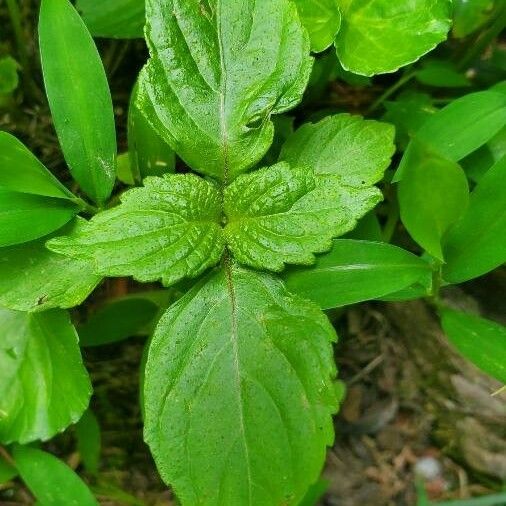 Perilla frutescens Blad