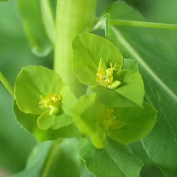 Euphorbia stricta Fleur