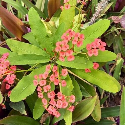 Euphorbia milii പുഷ്പം