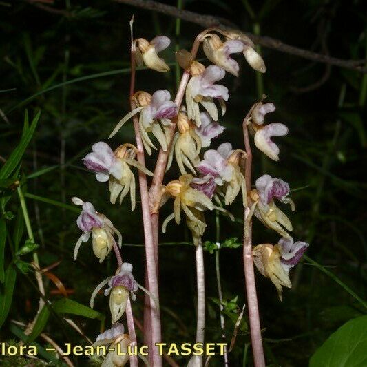 Epipogium aphyllum Vivejo