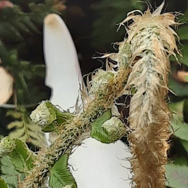 Polystichum munitum Blatt